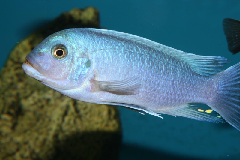 Maylandia callainos 'Chitande Island'